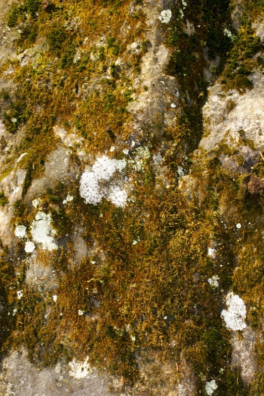 Moss & Leichin 